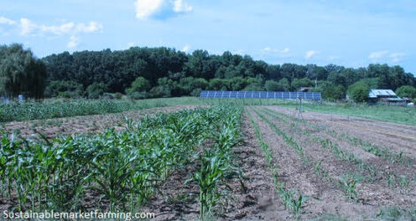 Grow Successful Sweet Corn Image
